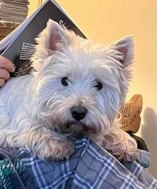 หาบ้านให้น้อง West Highland White Terrier หน้าตาน่ารัก 3