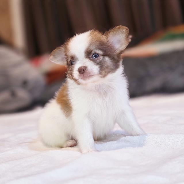 น้องขั้นเทพชิวาวาแท้ขนยาวพร้อมแสบแล้วจ้า 3