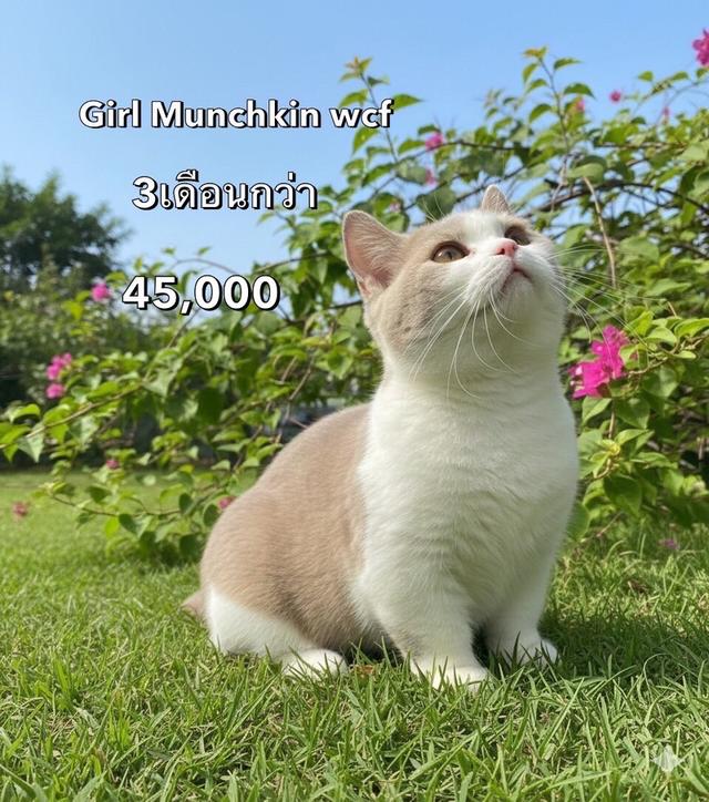 แมวมันช์กิ้น รวมเด็กๆมันช์กิ้นทั้งหมดของฟาร์ม 14