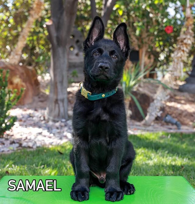 Black German Shepherd Puppies for sale