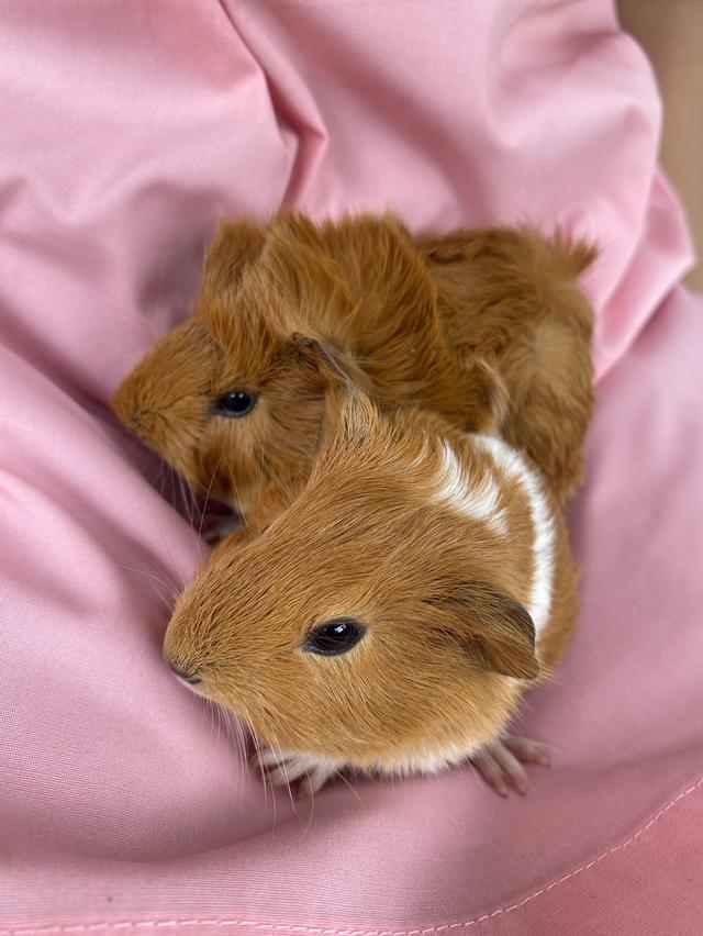 เปิดไฟเขียวหาบ้านใหม่! หนูตะเภาคู่ผู้-เมีย วัยละอ่อน 🐹✨1เดือน18วัน รูปที่ 3