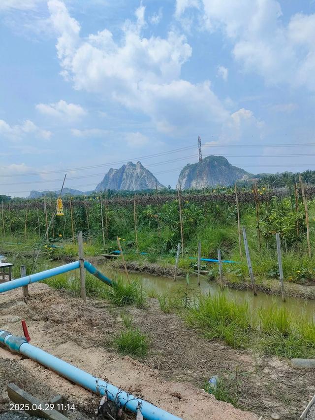 ที่ดินทำสวนฝรั่ง จ.ราชบุรี 4