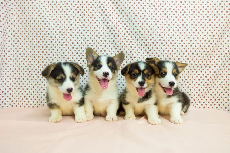 ลูกสุนัขคอร์กี้แท้ราคาเบาหวิว