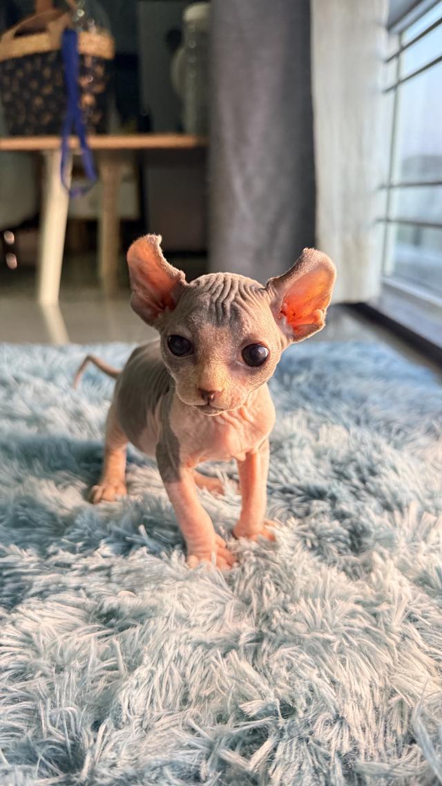 แมว สฟิงซ์ เพศเมีย หูพลิก