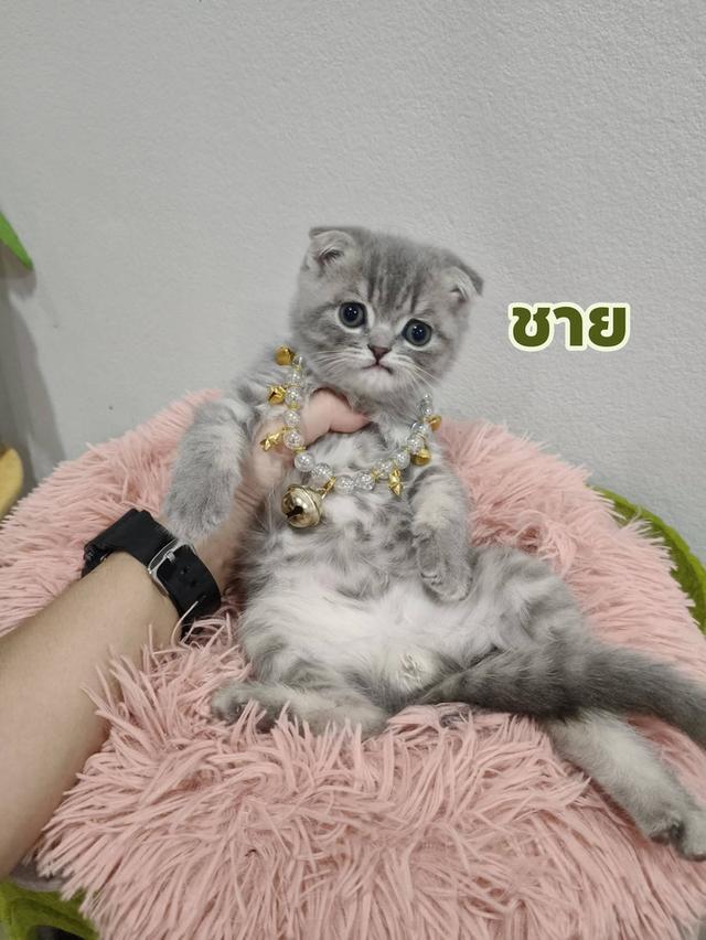 เด็กชาย หูพับ พร้อมย้าย🏠🏠😻😻 สุขภาพแข็งแรง