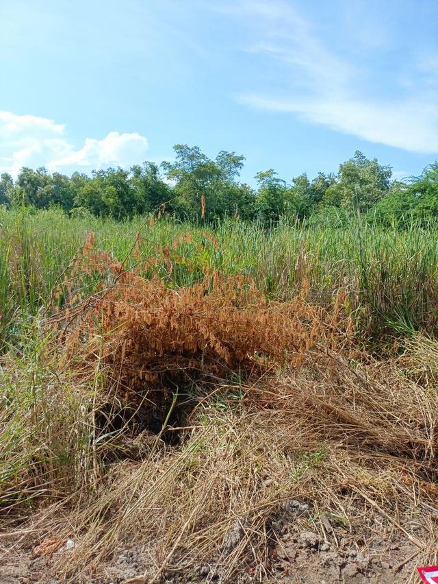 ที่ดิน ชะอำ 404 ตร.วา ใกล้หาด 300ม. 12
