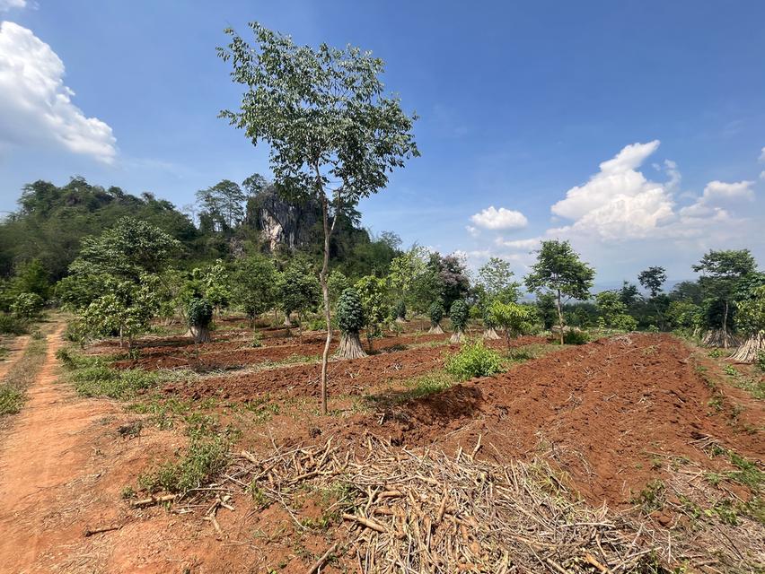 ขายที่ดิน วิวภูเขา⛰️📍จำนวน4ไร่  = 2แปลงติดกัน*แปลงที่1 (2ไร่)*แปลงที่2 (2ไร่)📍ราคาไร่ละ350,000 บาทเอกสาร  นส4จฟรีโอนกรรมสิทธ์ บรรยากาศดี วิวสวย สงบ 9