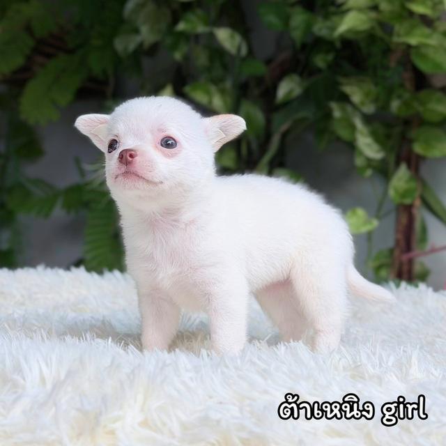 ขิวาวาขนสั้นสายพันธุ์แท้ รูปที่ 7