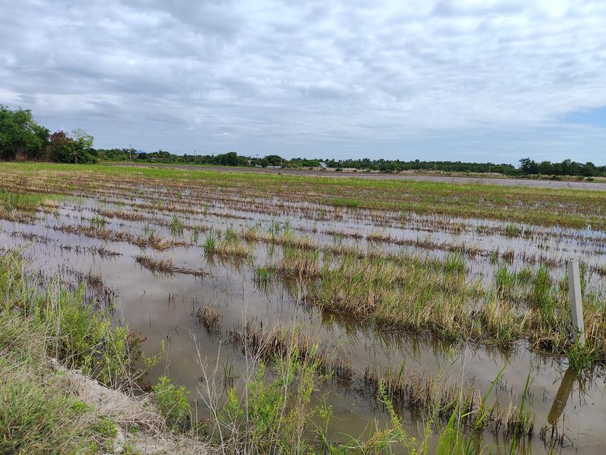ขายที่ดิน ถนนคลองสิบ-สิบสี่ ซอย7 แขวงคลองสิบ เขตหนองจอก กรุงเทพฯ 6