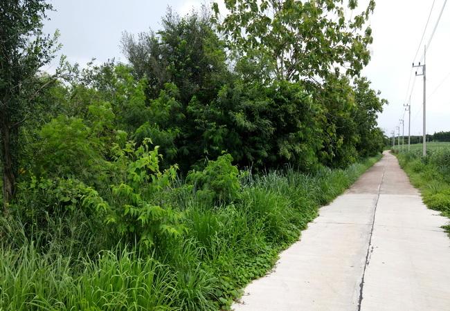 ขายที่ดิน บ่อทอง เทศบาลตำบลธาตุทอง 5 ถนนบ่อทอง ตำบลธาตุทอง อำเภอบ่อทอง ชลบุรี 9