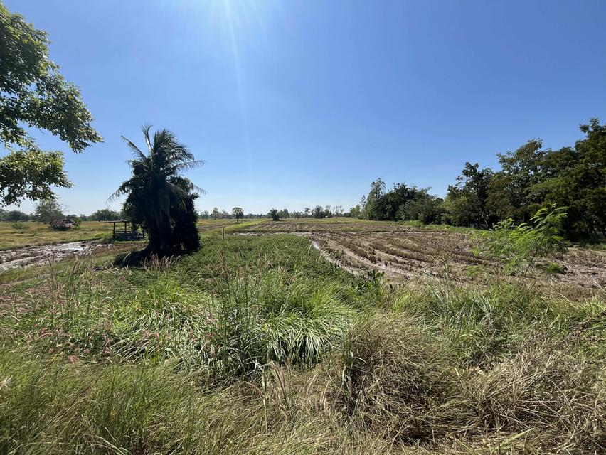 ขายที่ดินทำนา พื้นที่บ้านค้อ ต.ยางตลาด อ.ยางตลาด จ.กฬสินธ์ 2