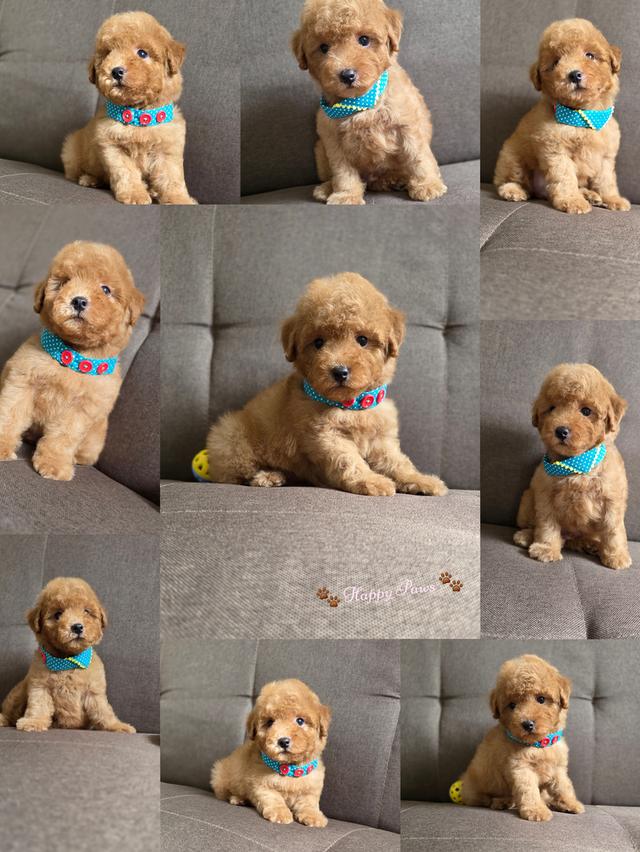 น้องพุดเดิ้ลขนหยิก