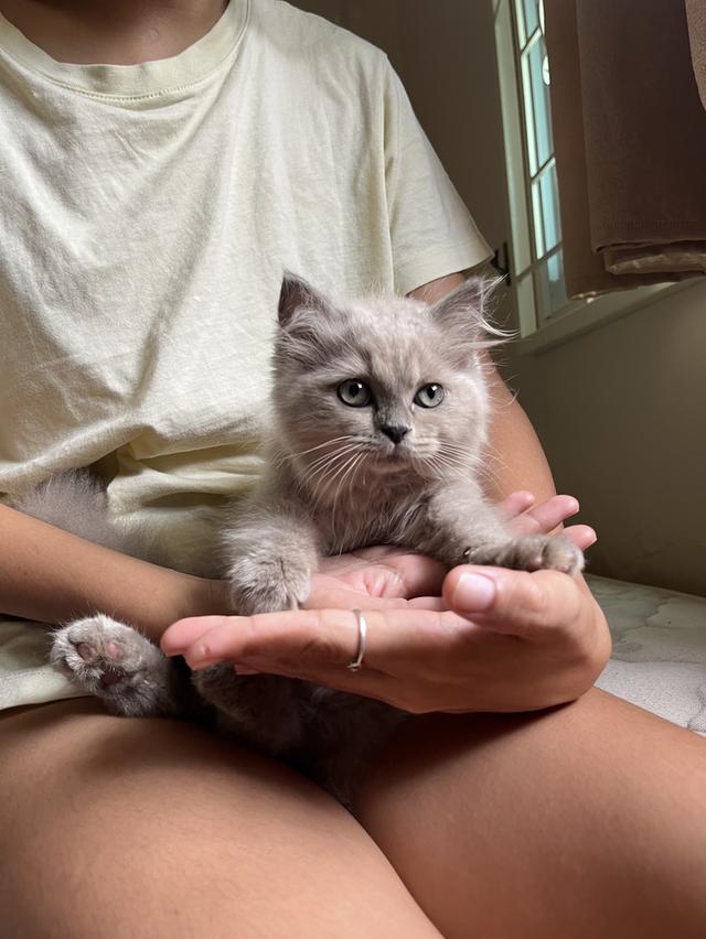 Persian Cat 3 months 2