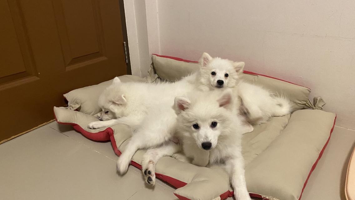 Japanese Spitz