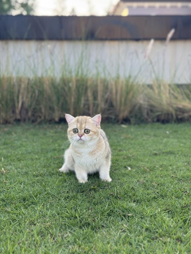 พร้อมย้าย🚗🏠 เพ็ดนอก WCF British Shorthair ชีสเค้ก ตรวจสุขภาพพร้อมฉีดวัคซีนครบแล้วค่ะเกิด 17/05/2024Ny 25  25,000📌พิกัด : รังสิต 8