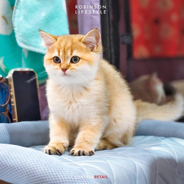 แมว British Shorthair รูปที่ 8