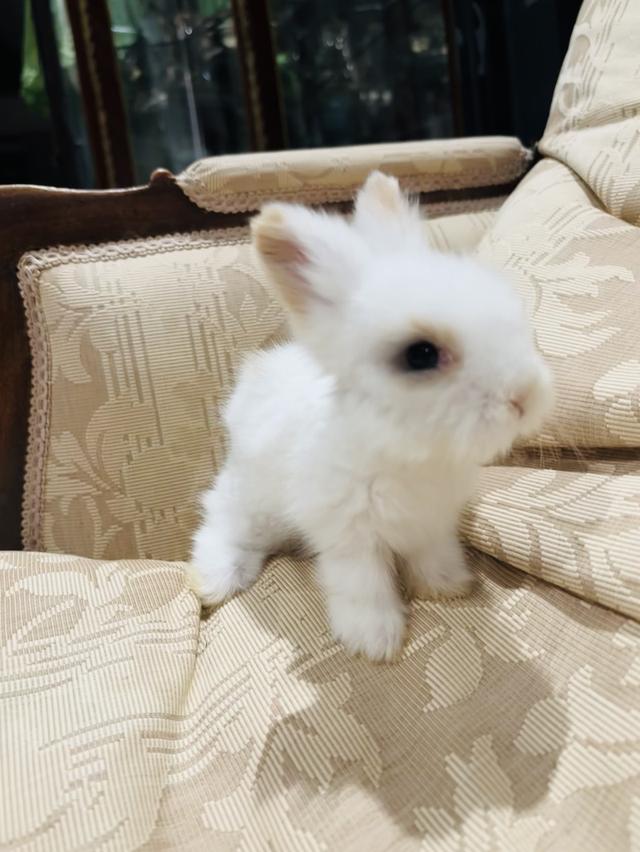 Teddy Bear Rabbit 6