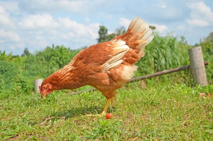  ไก่ไข่ไทยกรมปศุสัตว์ (DLD Layer Hen)