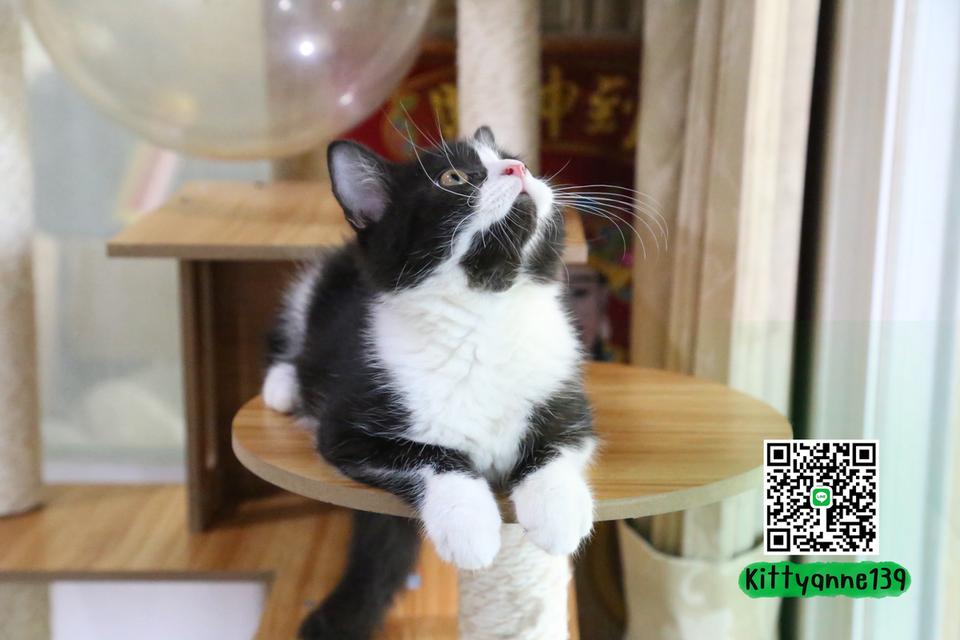 ลูกแมวบริติชหิมาลายันพร้อมย้ายบ้าน รูปที่ 3