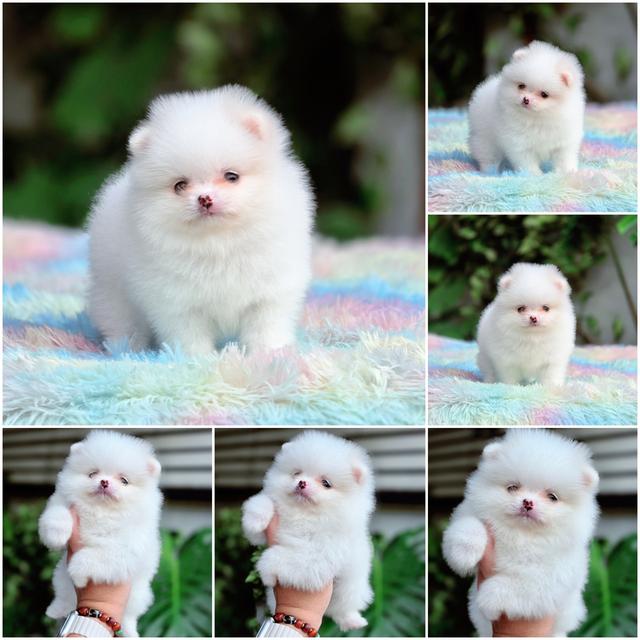 คริสตัล ปอมขาวทีคัพเพศเมียพร้อมอุ้มจ้า