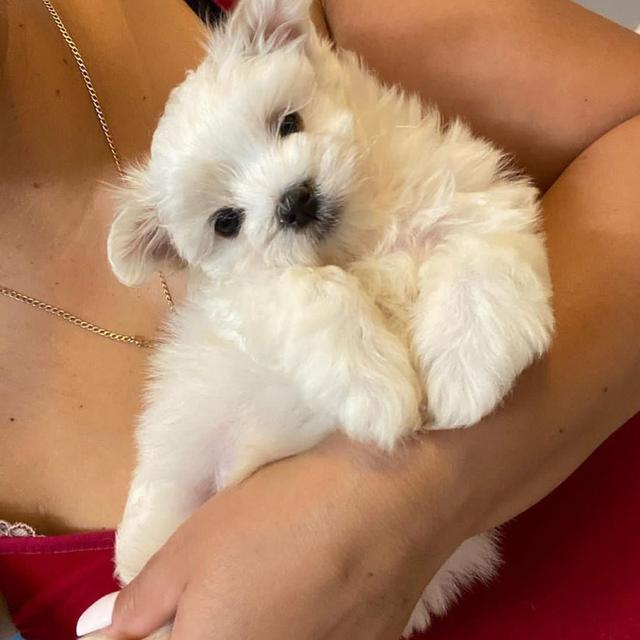 Teacup Maltese Puppies | WhatsApp me : +66 63 826 3042 รูปย่อยที่ 2