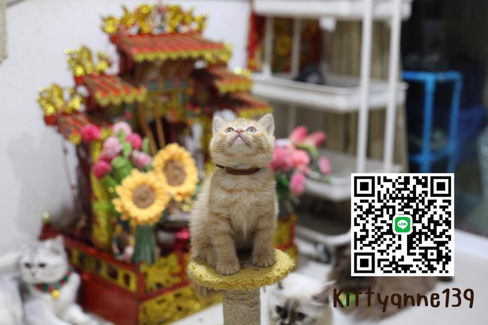 ลูกแมวบริติชช็อตแฮร์ผสมสก็อตติชช็อตแฮร์ 11