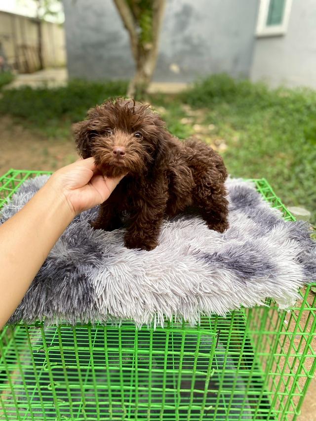 พุดเดิ้ลสีช็อคโกแลต ไซส์ทอย ( หายาก )