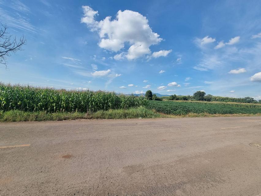 ขายที่ดิน 20ไร่เศษ ต.ลาดแค ชนแดน ขายเหมายกแปลง1.9 ล้าน 3