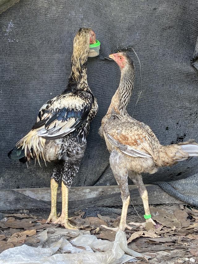 ไก่ยักษ์บราซิล หนึ่งชุด