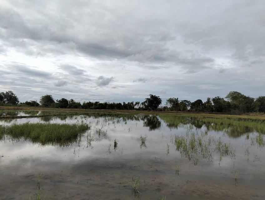 ขายที่ดิน 3 แปลง จังหวัดชัยนาท 18