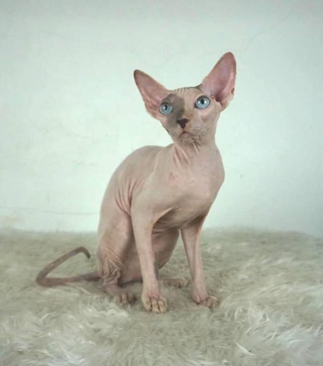 9.แมวสฟิงซ์/เพศเมีย หาบ้าน Sphynx Cat/Female looking for a new home 2