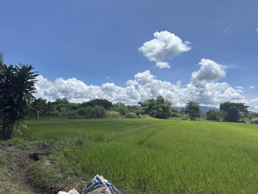 ขายที่บ้านพร้อมที่ดิน นาสวยๆ วิวดีมาก  เหมาะสำหรับทำบ้านสวน ร้านคาเฟ่  9