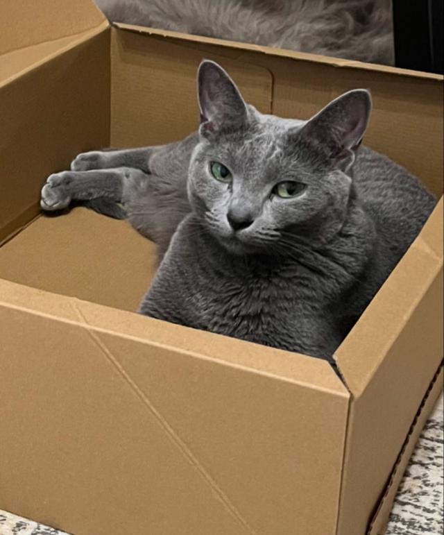 ขายแมว Russian Blue พันธุ์แท้นำเข้า