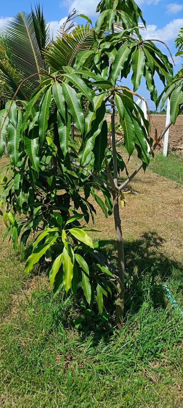 ที่ดินสไตล์ปลูกบ้านสวน รูปที่ 6