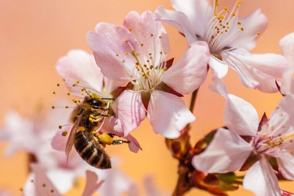 น้ำผึ้งดอกลำไย น้ำผึ้งดอกไม้ป่า และ น้ำผึ้งดอกลิ้นจี่ต่างกันอย่างไร ? 1