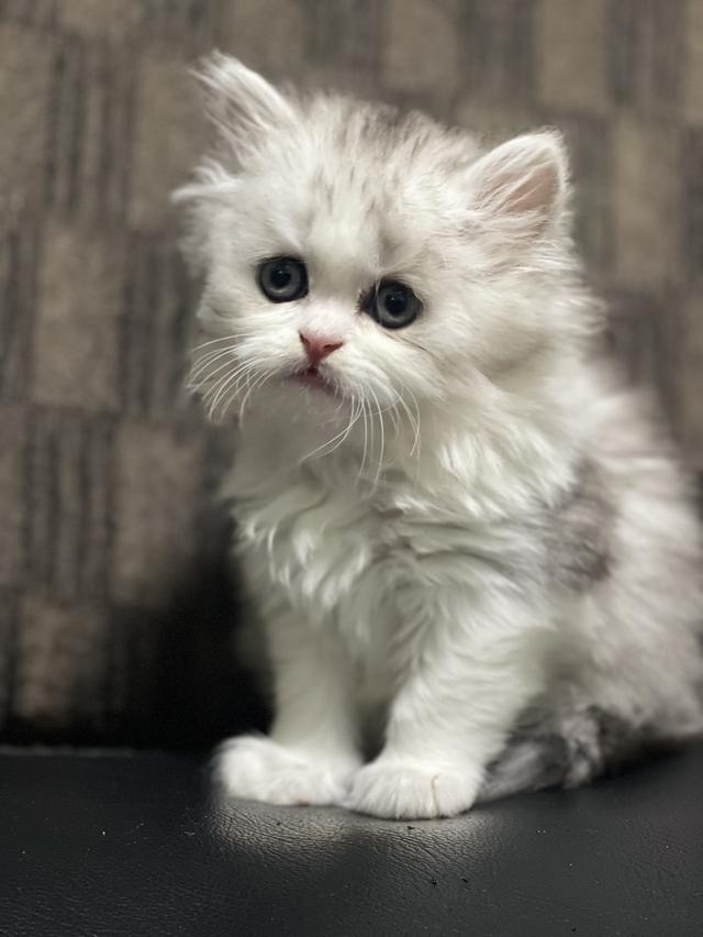 น้องดีมงคล(แมวอารมณ์ดี) 7