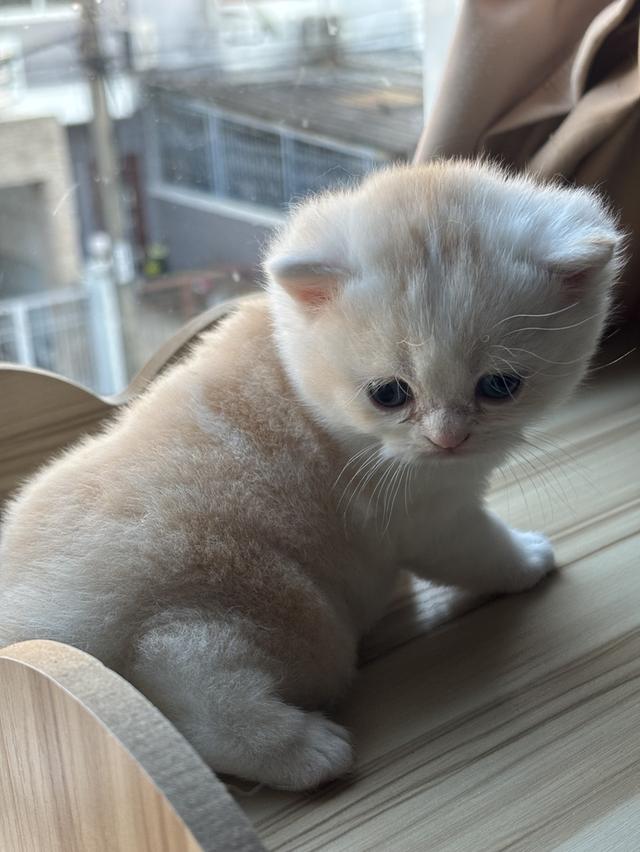 แมวบริติช British shorthair
