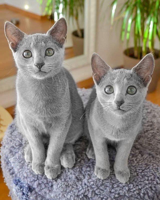 แมว Russian Blue หาบ้าน 4