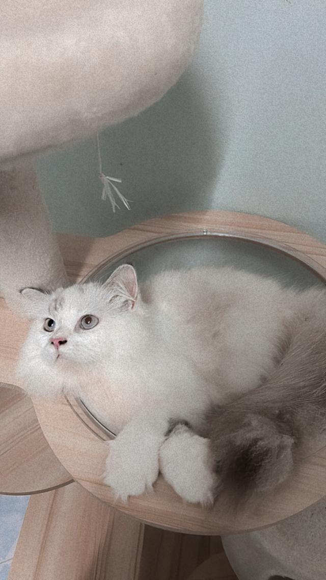 แมวพันธุ์เปอร์เซีย 3,500 จังหวัดพิษณุโลก