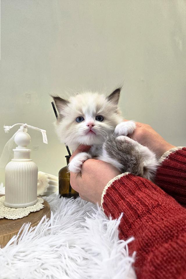 Ragdoll แท้เกรดพรีเมียม นำเข้าจากเกาหลี 🇰🇷 ตาสีฟ้า ขนฟู นิสัยดี พร้อมส่งถึงไทย รูปที่ 5