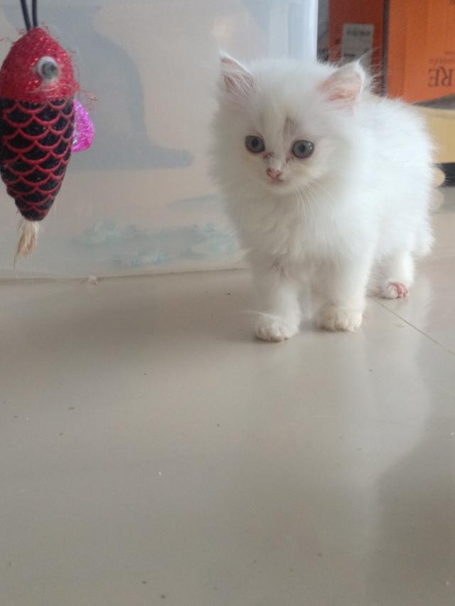 บริติช+เปอร์เซียขาวปุกปุย 2