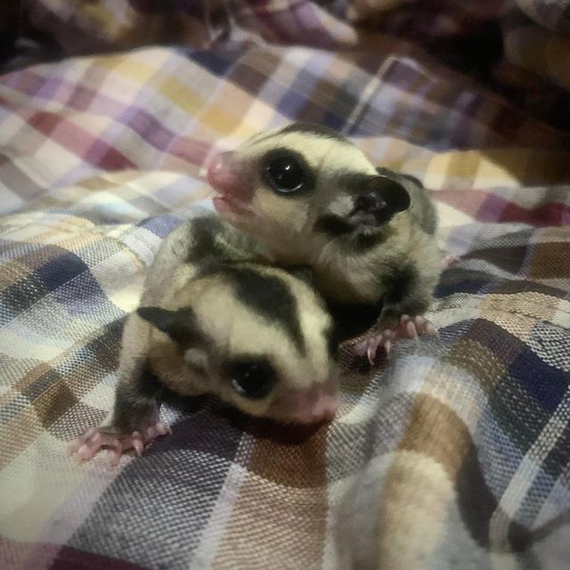 หาบ้านให้น้อง Sugar Glider พิกัดกรุงเทพ ธนบุรี 2