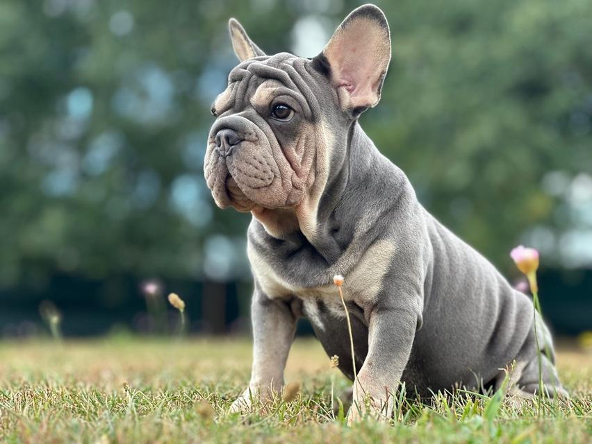 เฟรนช์บูลด็อกกำมะหยี่ Frenchbulldog vevlet big ropr