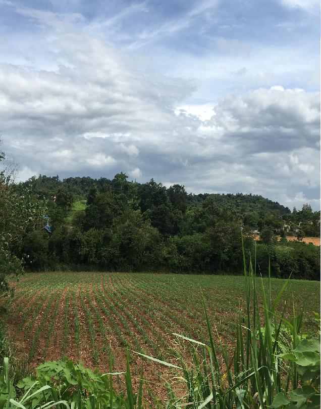 ขายที่ดินโฉนดเขาใหญ่ 10 ไร่ 49 ตร.ว. ติดแม่น้ำ ติดถนนลาดยางยาว 128 เมตร ใกล้ตลาดน้ำเขาใหญ่ ต.วังกะทะ อ.ปากช่อง จ.นครราชสีมา 2