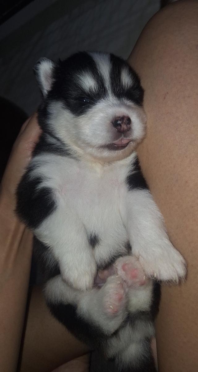 ไซบีเรียน 9