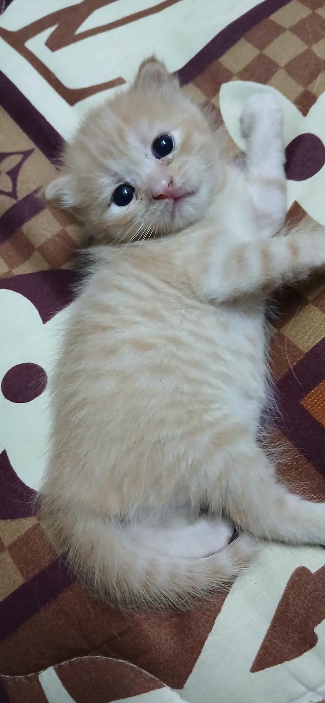 แมวสก๊อตติช 2