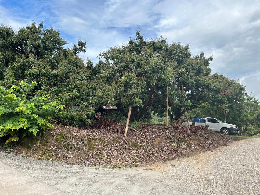 ที่นาวิวสวยไปแถวจอมทอง ติดถนน 2 ด้าน ขายเพียงไร่ละ 350,000 บาท ตารางวาละ 875 บาท 12