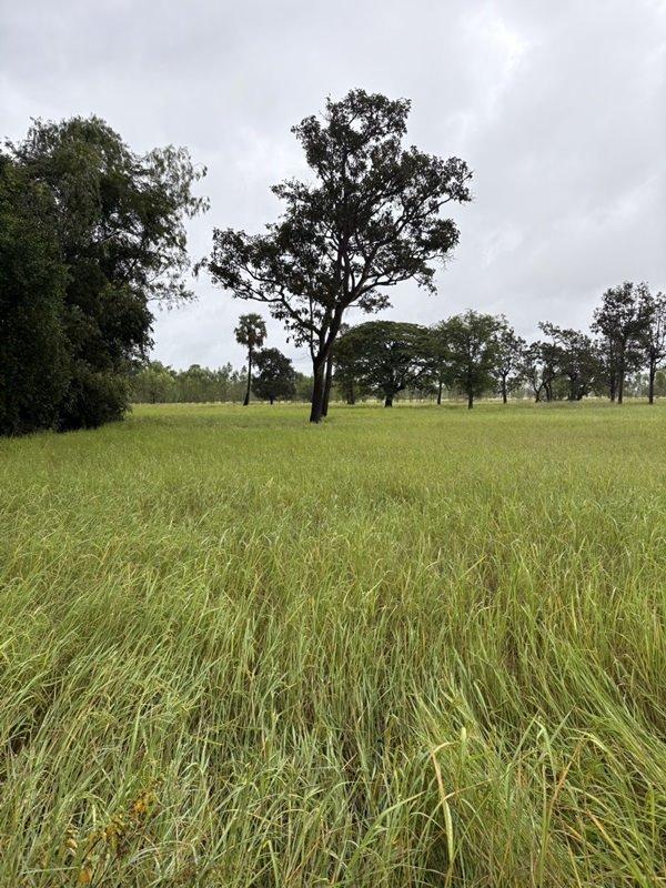 ด่วน ขายที่นา ราคาถูก อ.กันทรารมย์ จ.ศรีสะเกษ เนื้อที่ 12 ไร่ 2 งาน 62.6 ตร.ว. โทร 062-5982441 (คุณโย) 1