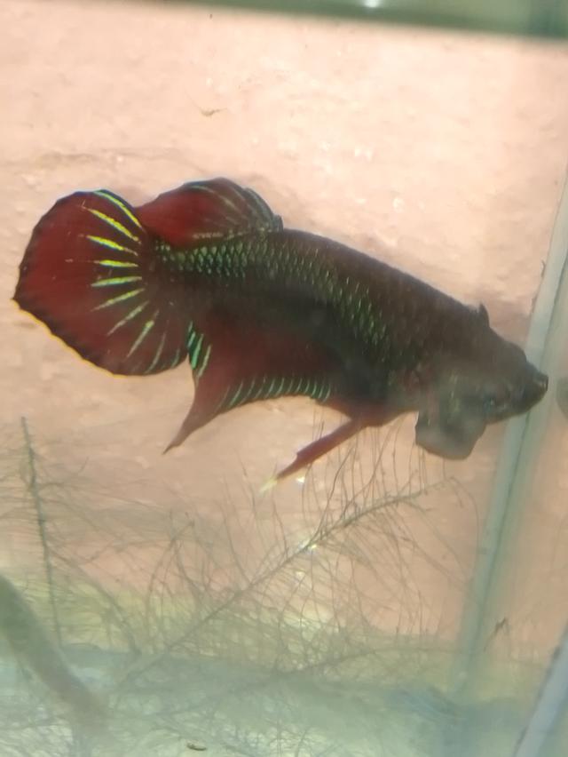 ลูกหม้อไทยหางเเดง-ฟ้า🔥ในรูปคือโตเต็มวัย5-6เดือน🐟🔥สำหรับสายจุ่มเอาไปฟอม🐟🐟
