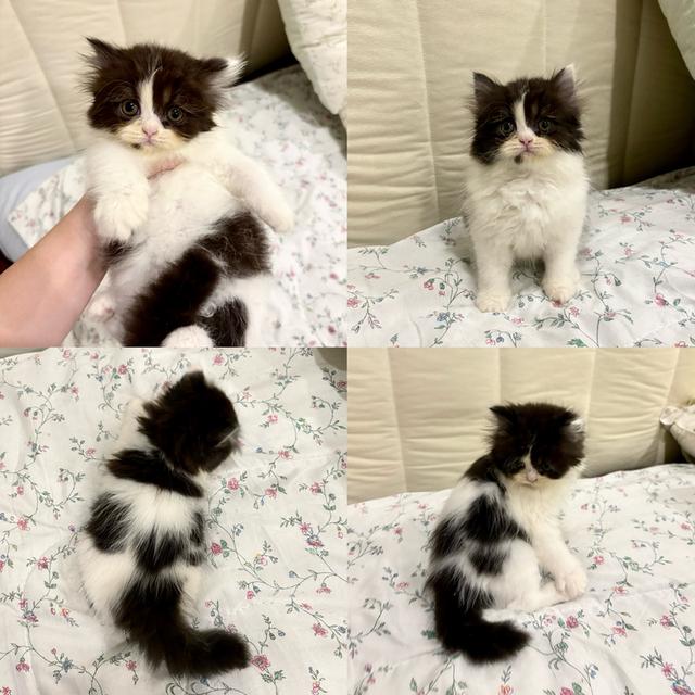 เปอร์เซีย ญ